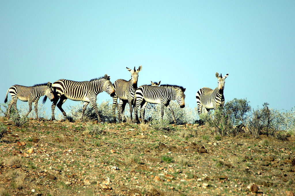 Mountain Zebra