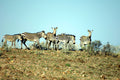 Mountain Zebra
