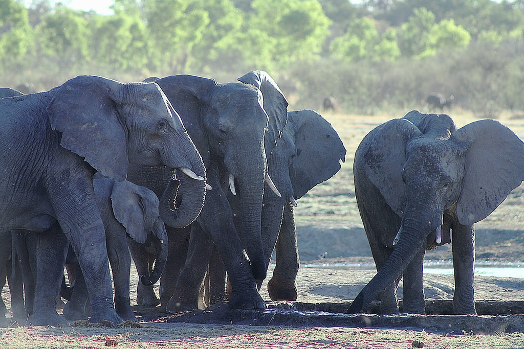 Elephants