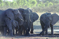 Elephants