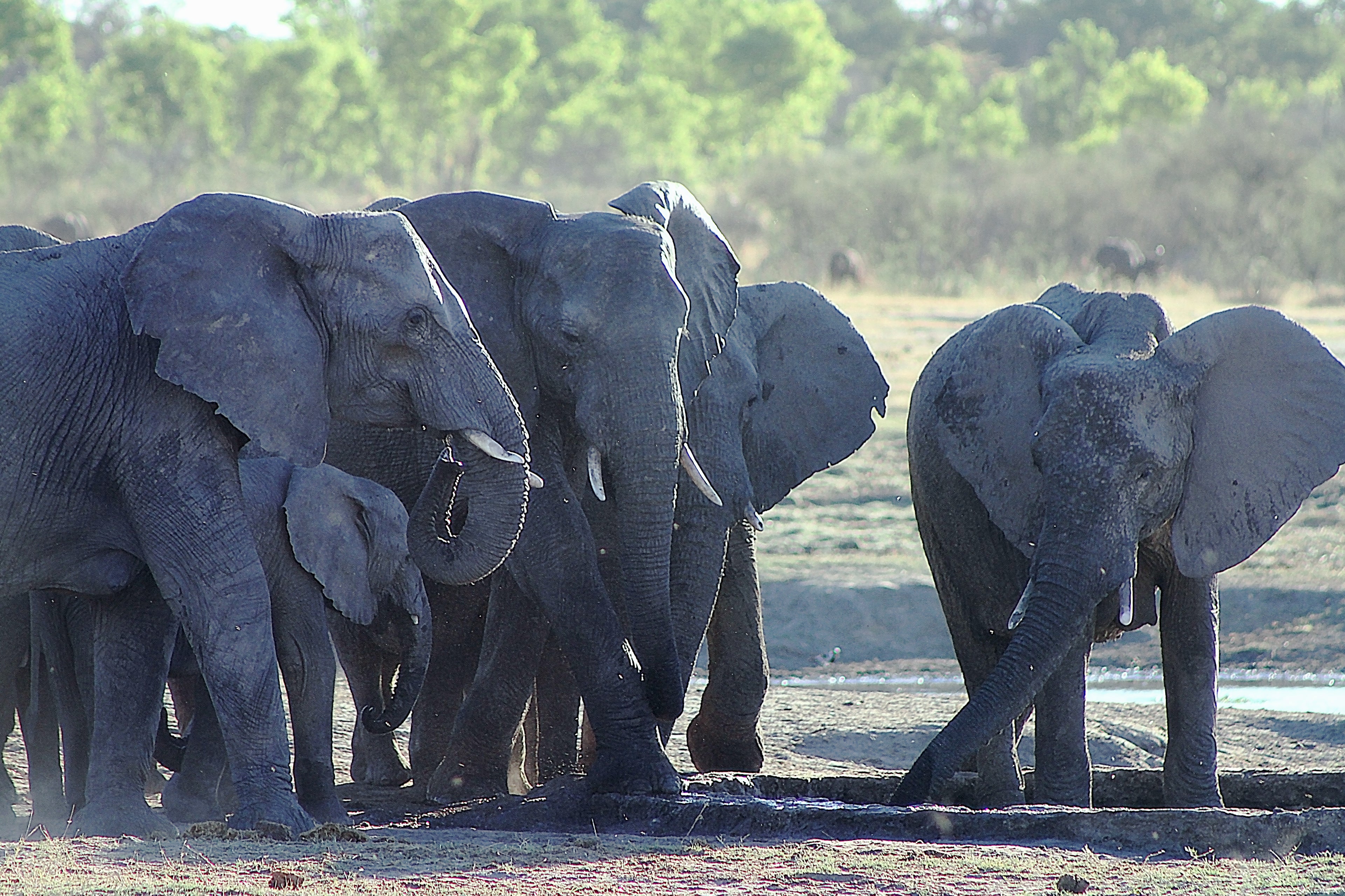 Elephants