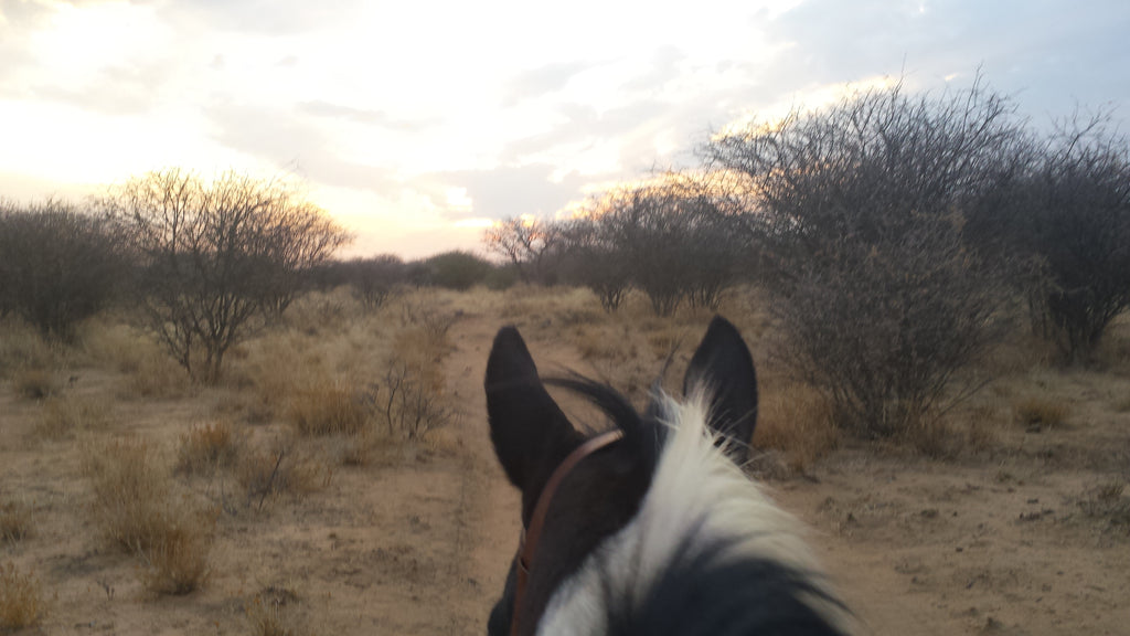 Guided Horse riding on Immenhof