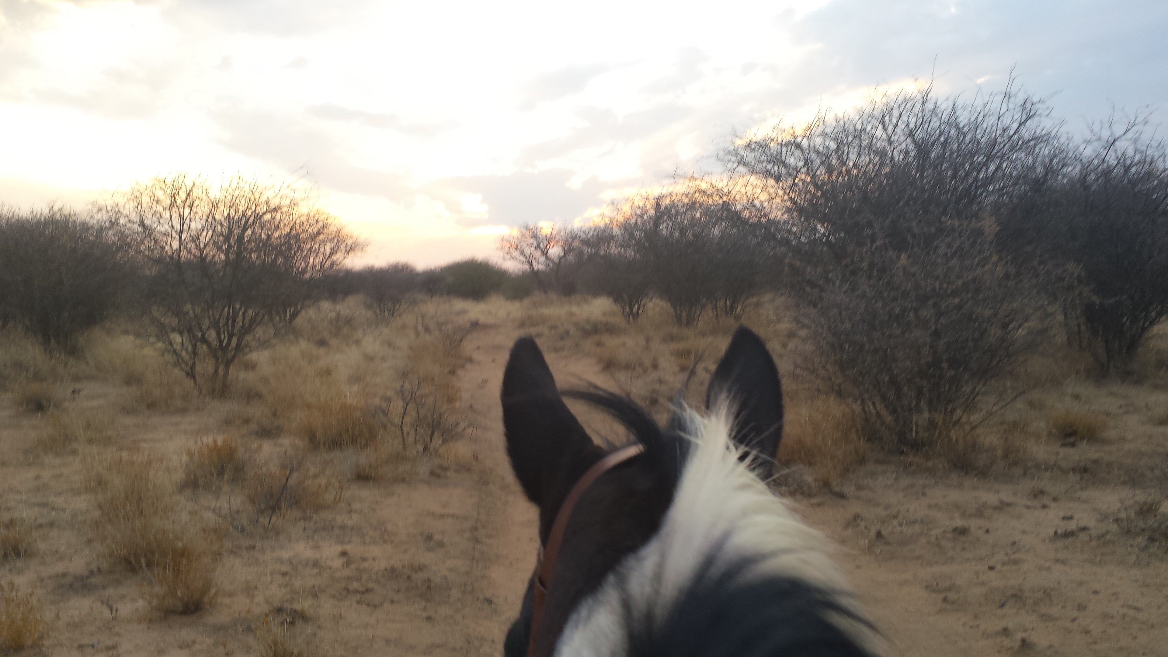 Guided Horse riding on Immenhof