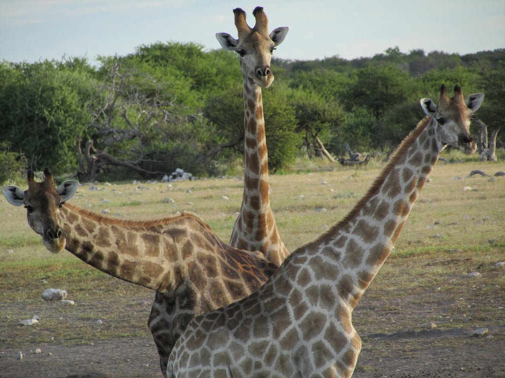 Etosha National Park