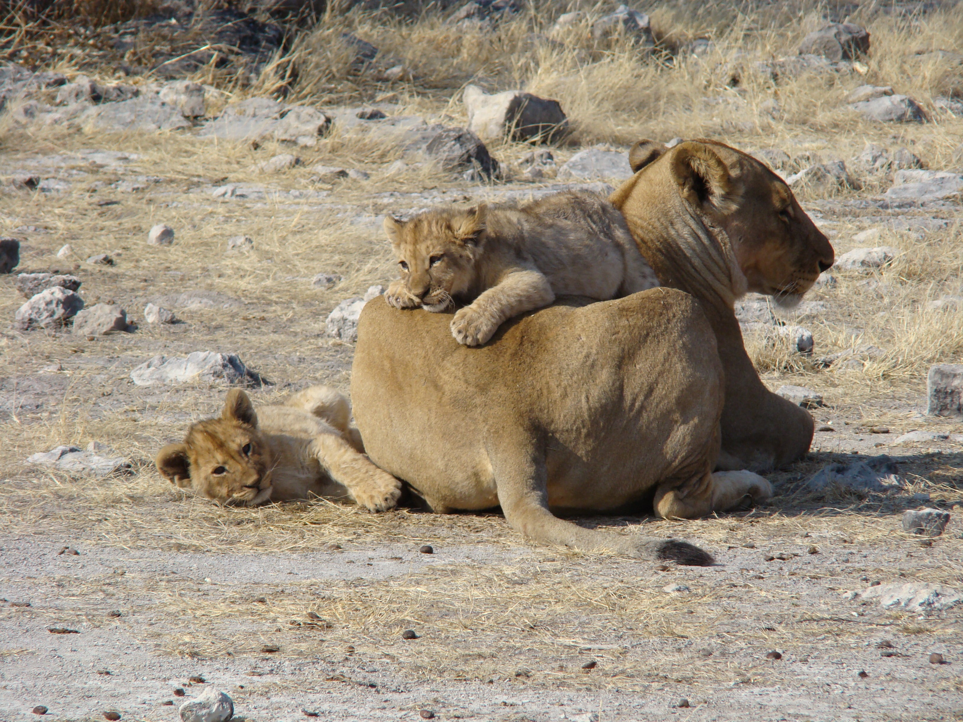 Wildlife Moments