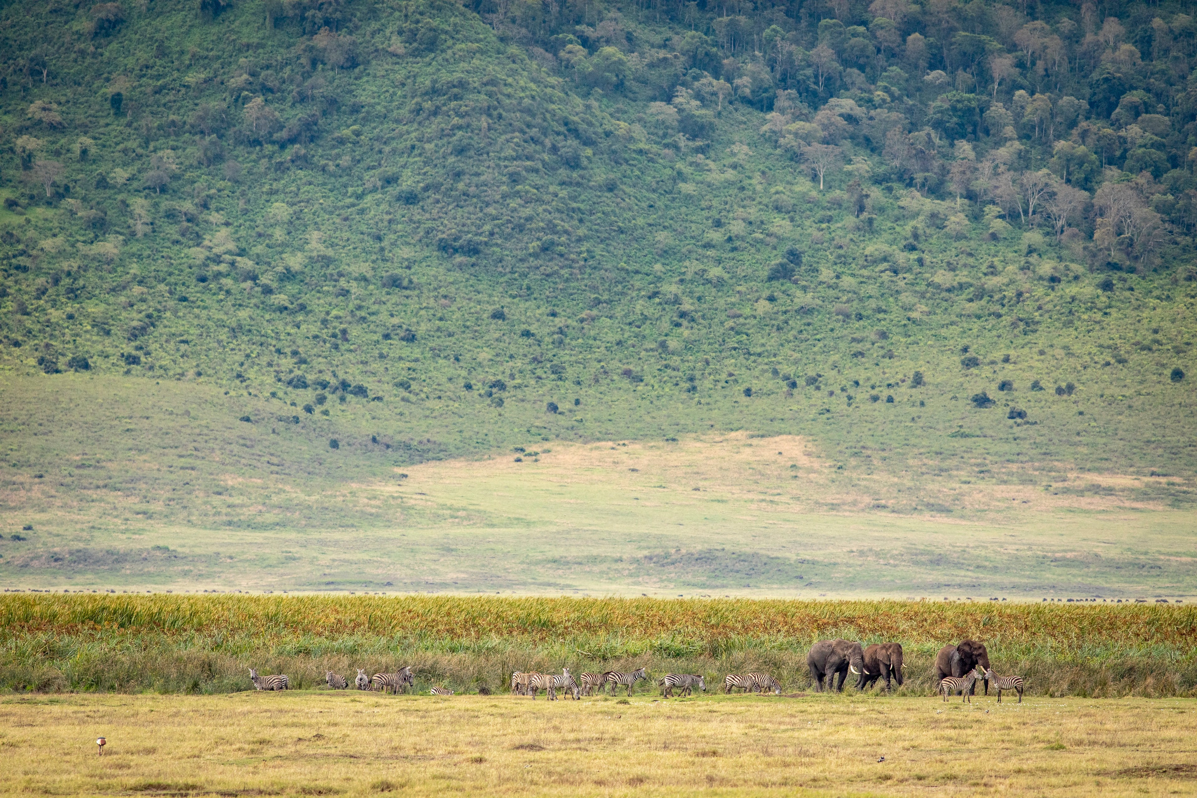Ngorongoro Crater