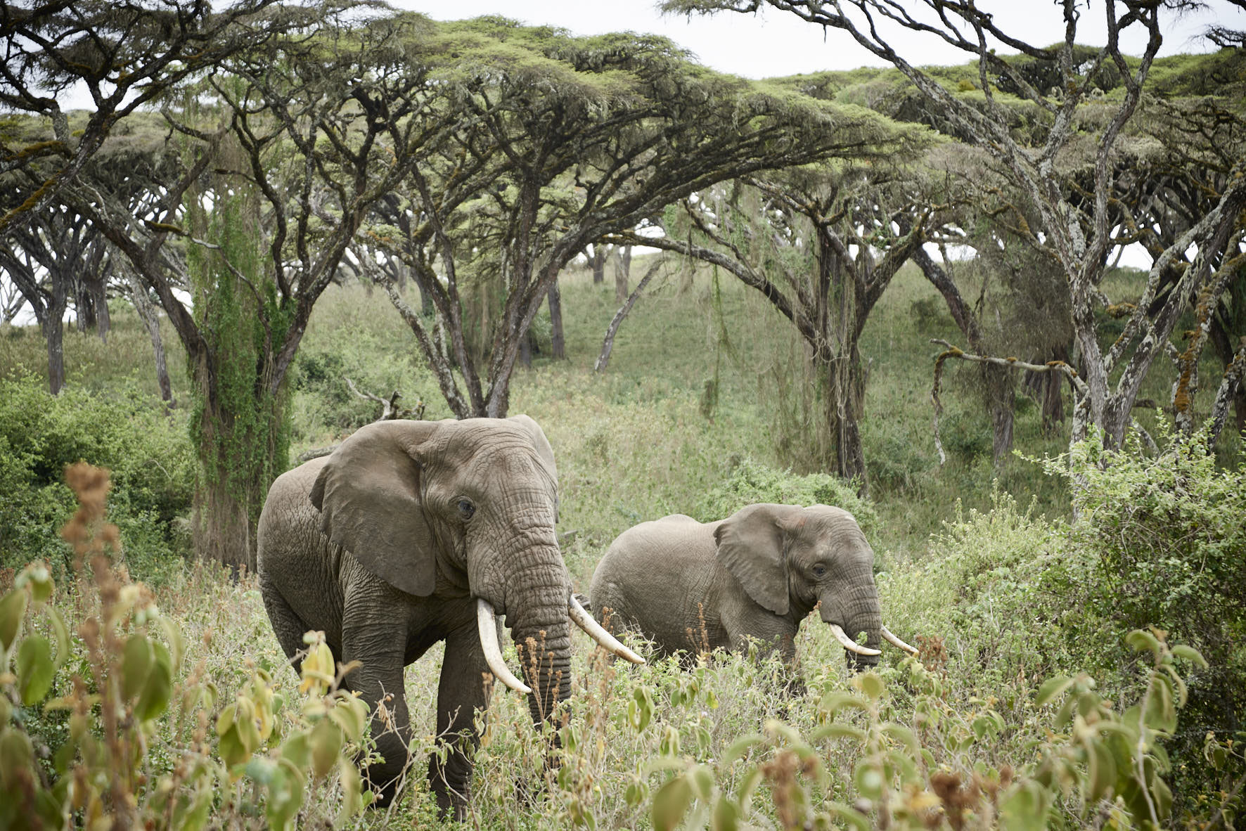 Ngorongoro Crater Camp, an A&K Sanctuary