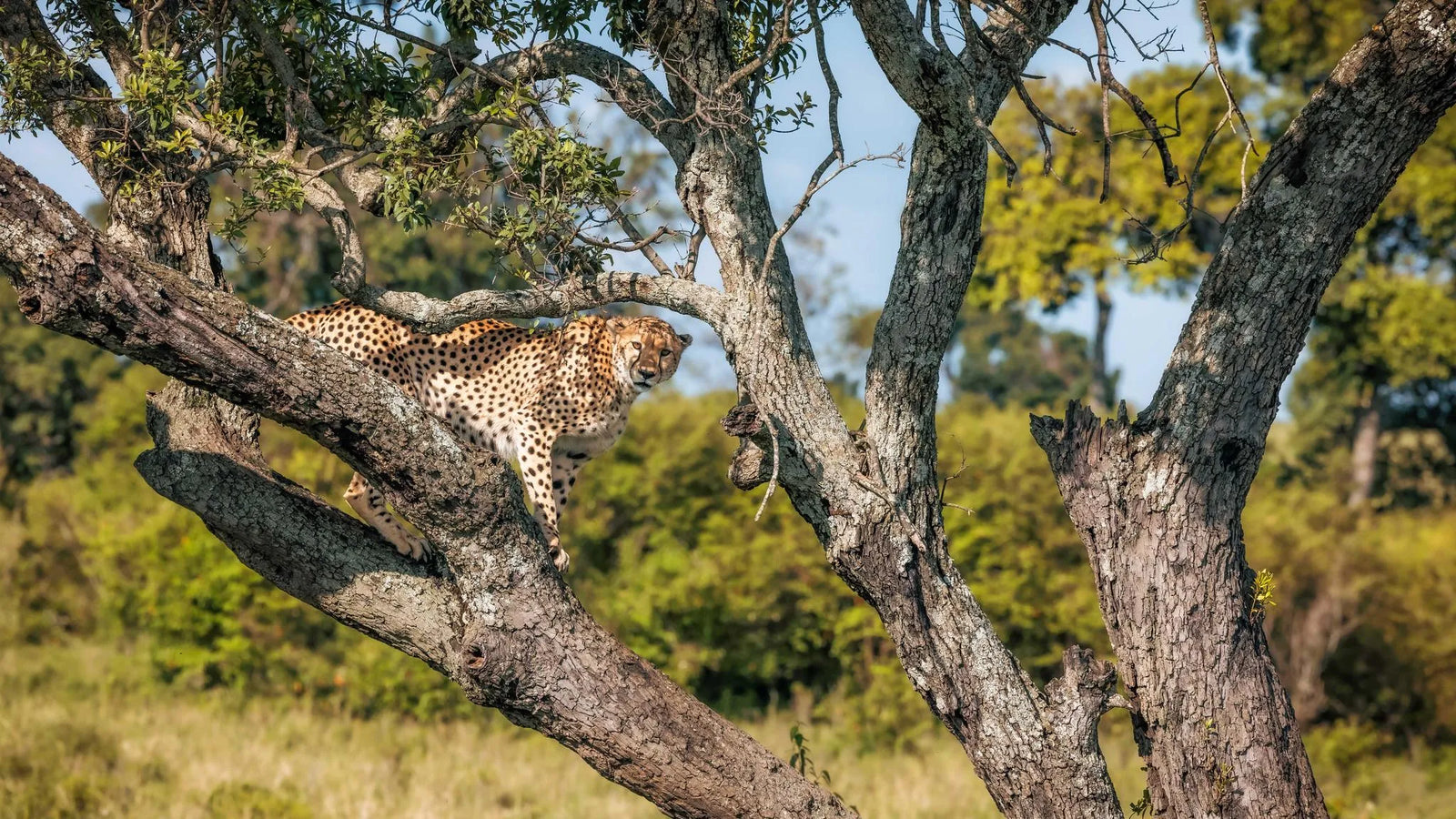 Elewana Little Elephant Pepper Camp