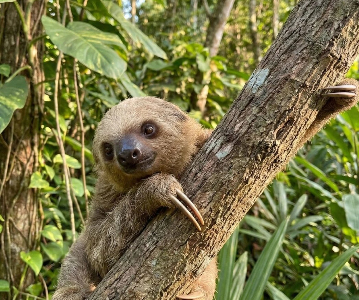Sloth World