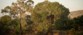 The Nest from the river