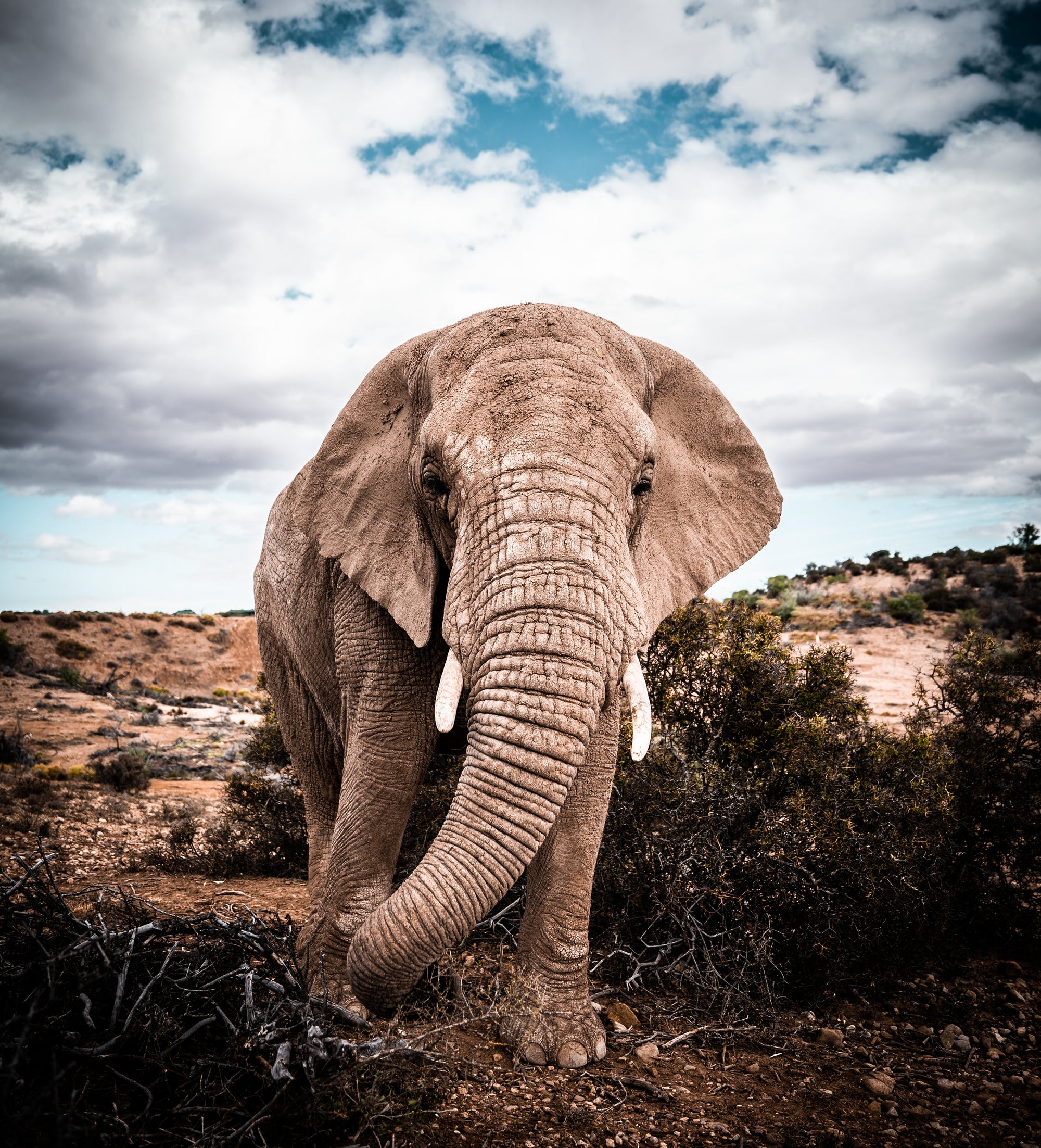 Elephant Experiences