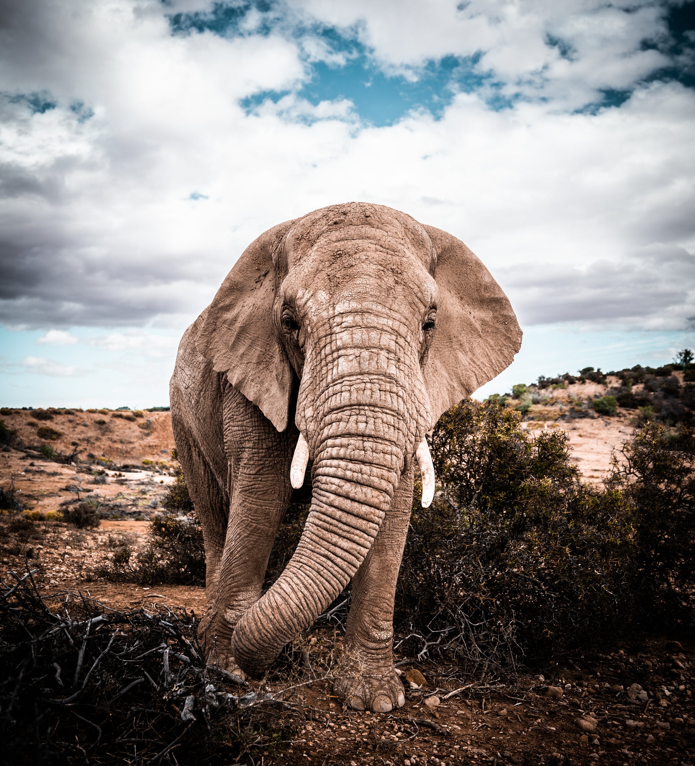 Elephant Experiences
