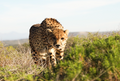 Free-roaming Cheetah Experience