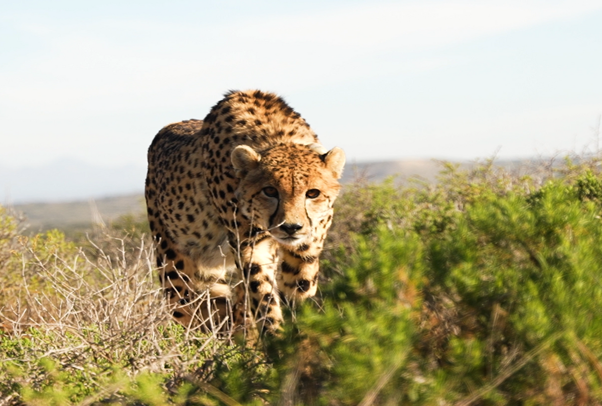 Free-roaming Cheetah Experience