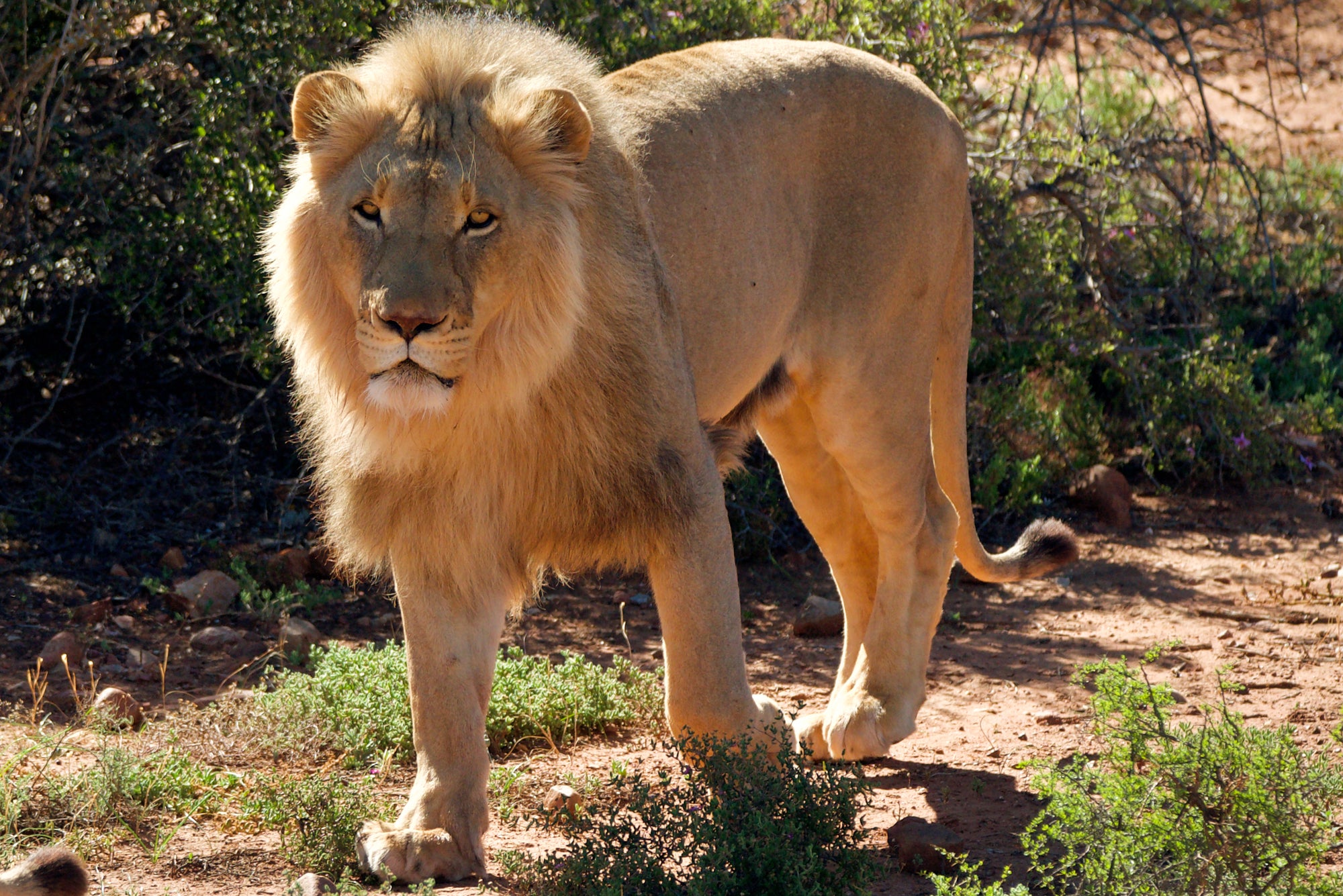 Lion Feeding Experience