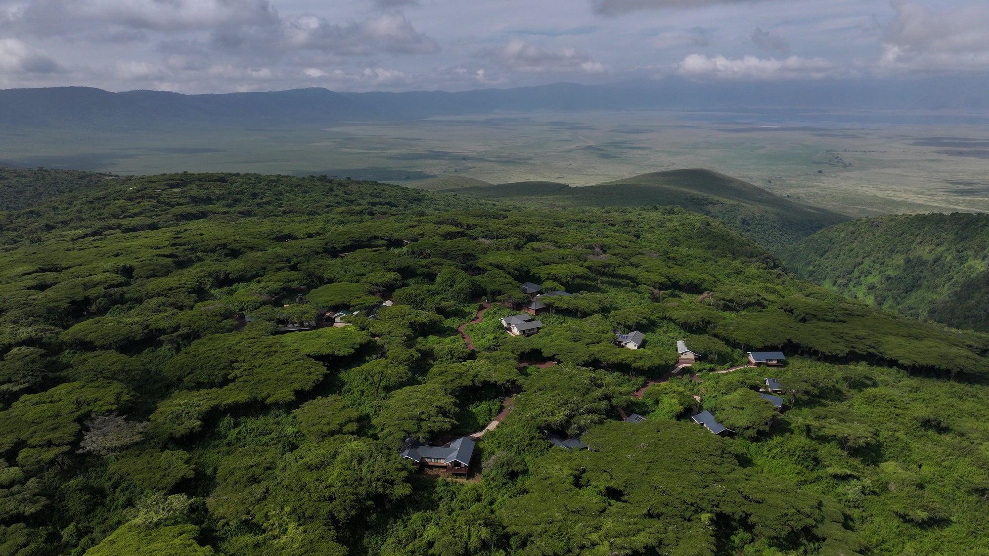 Ngorongoro Lion's Paw