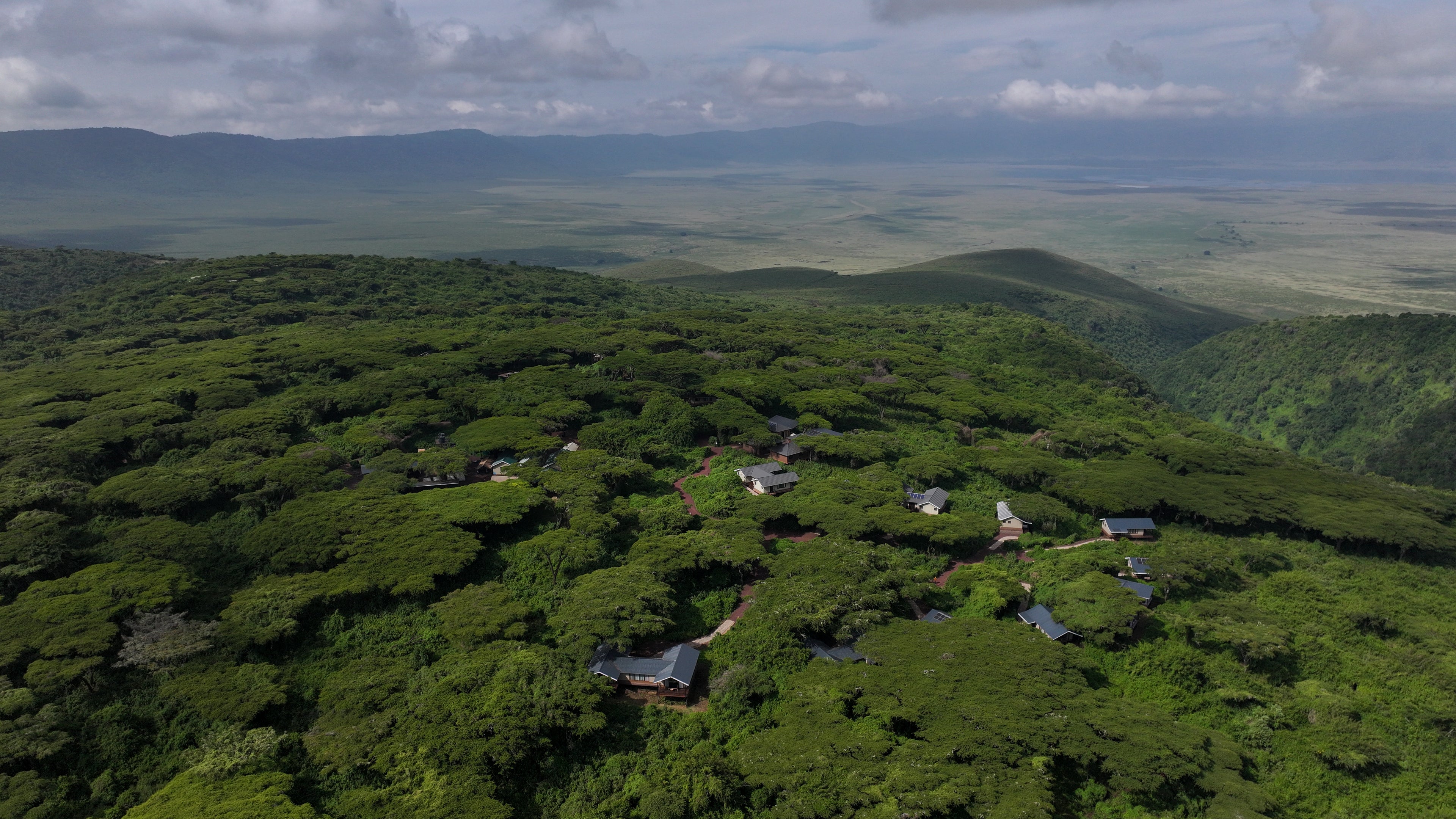 Ngorongoro Lion's Paw