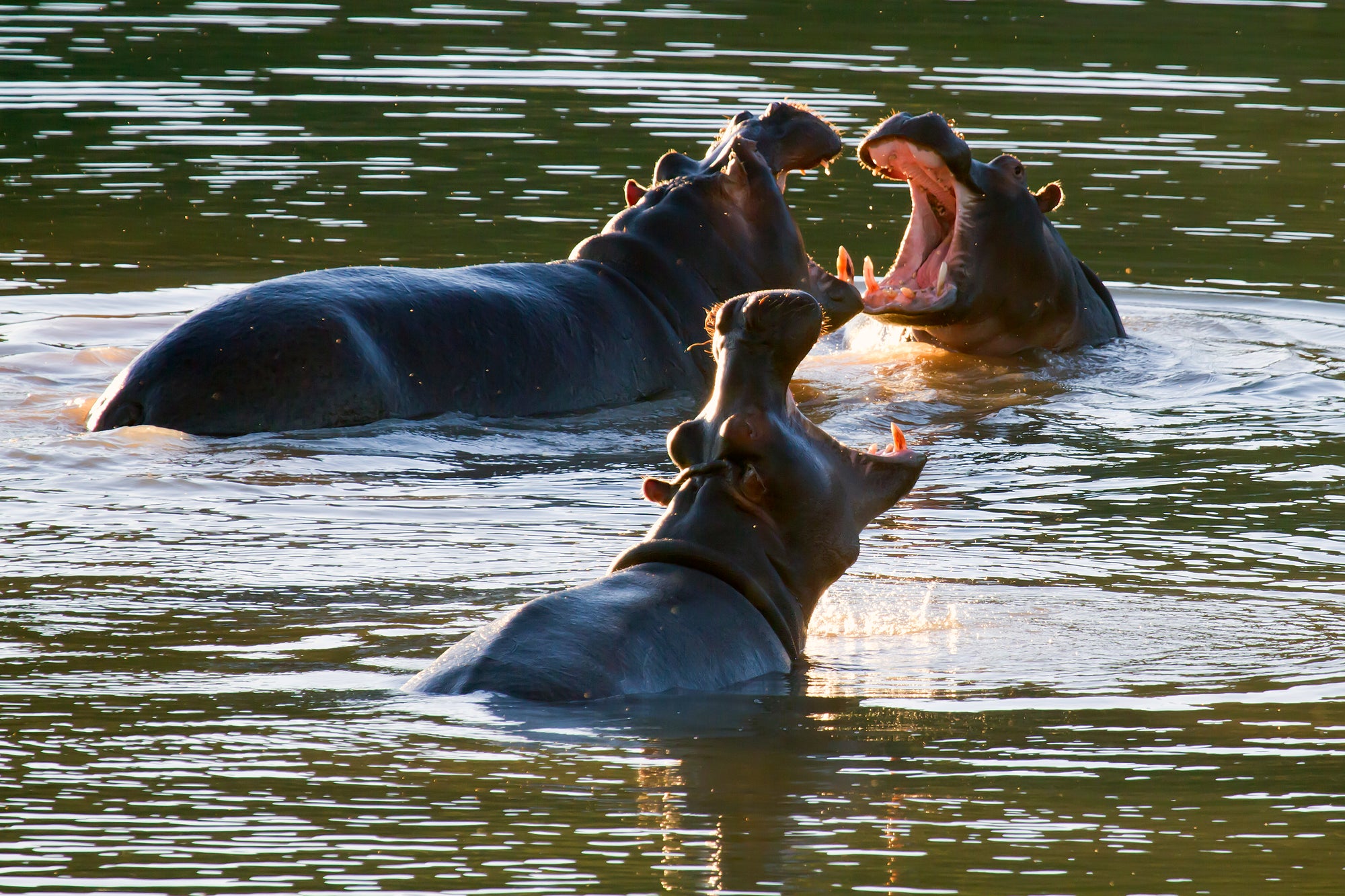 Our Hippos