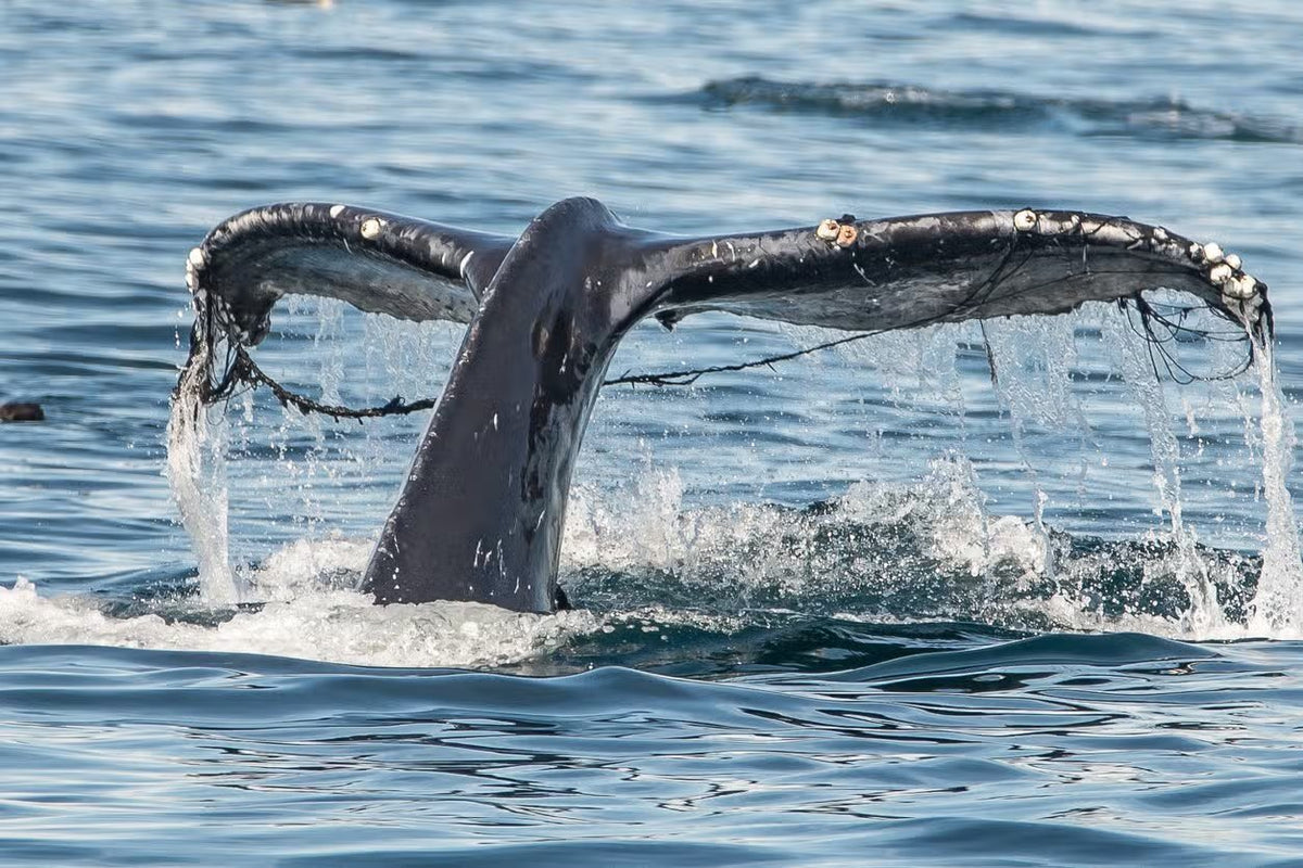 Whale watching in Los Angeles