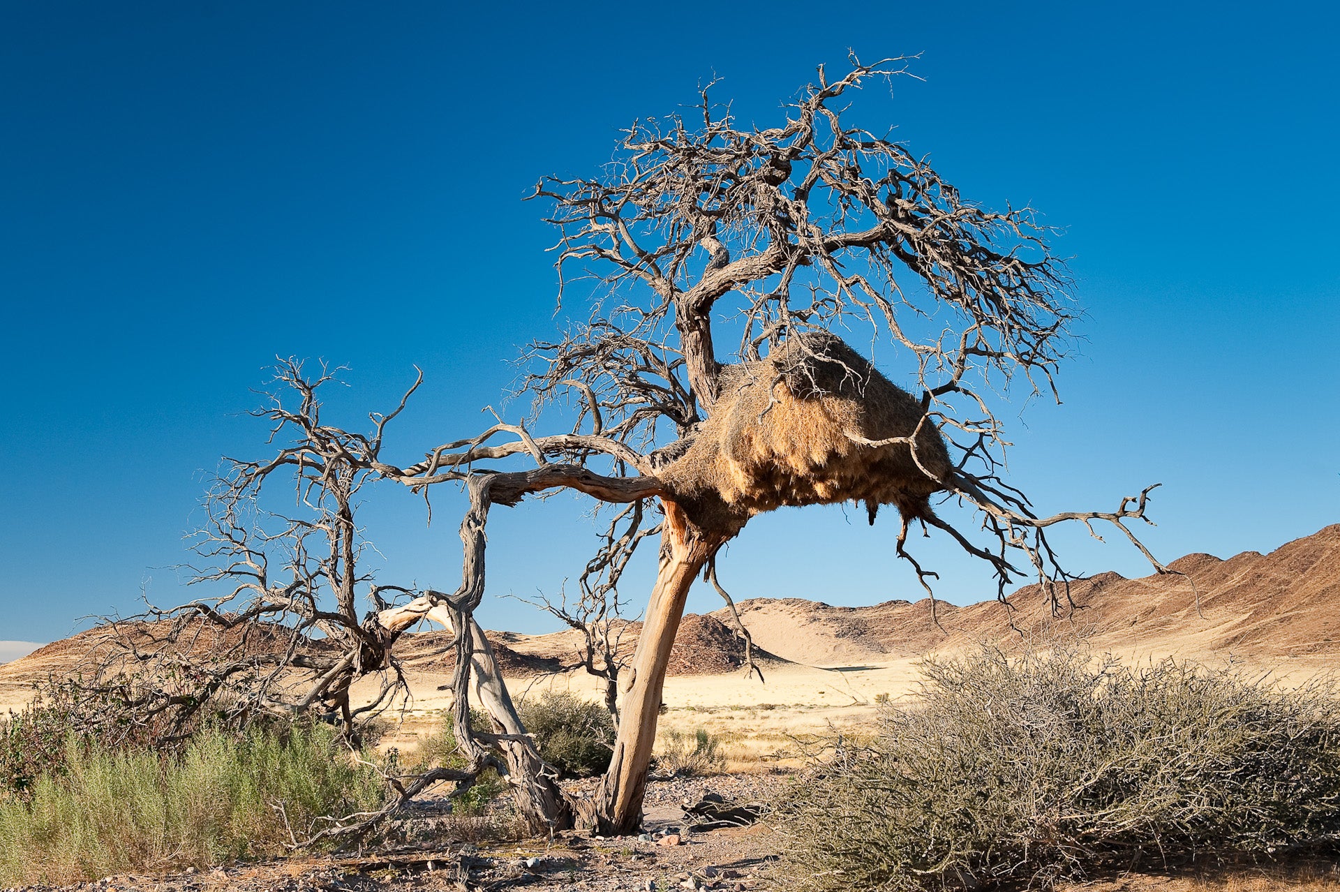 Desert Dune Safari