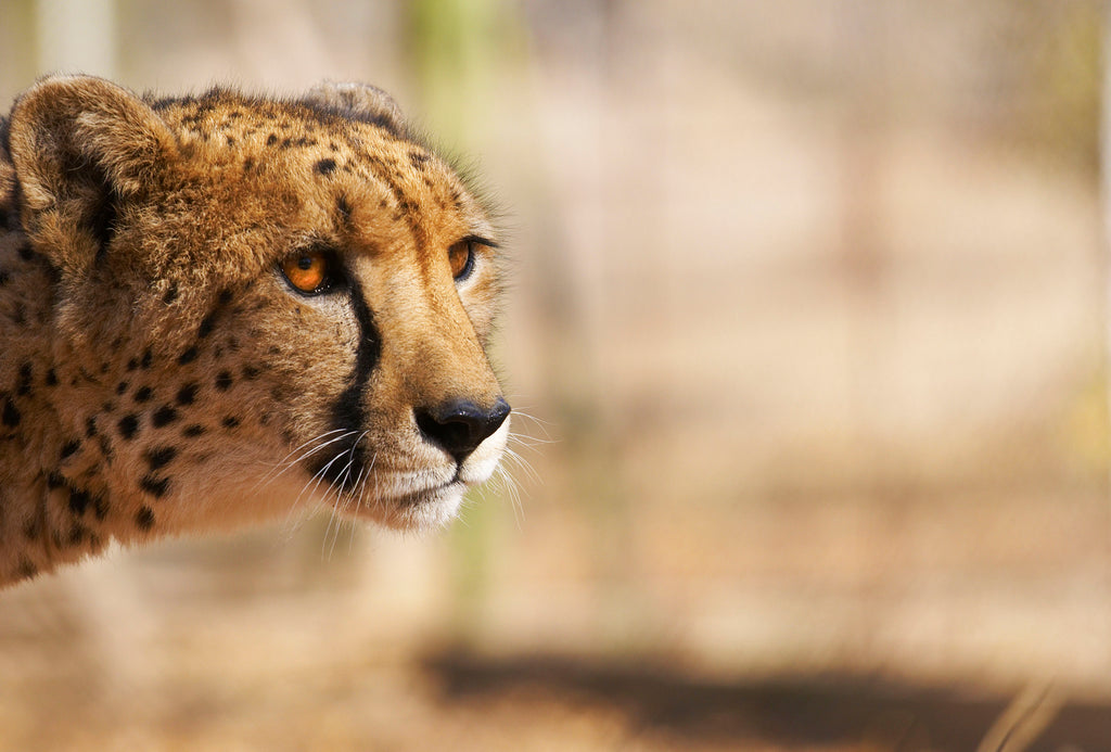 Cheetah
