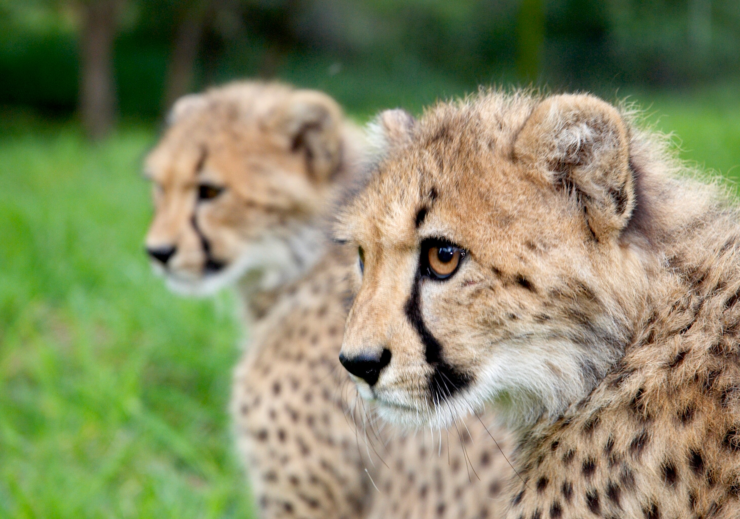 Hoedspruit Endangered Species Centre