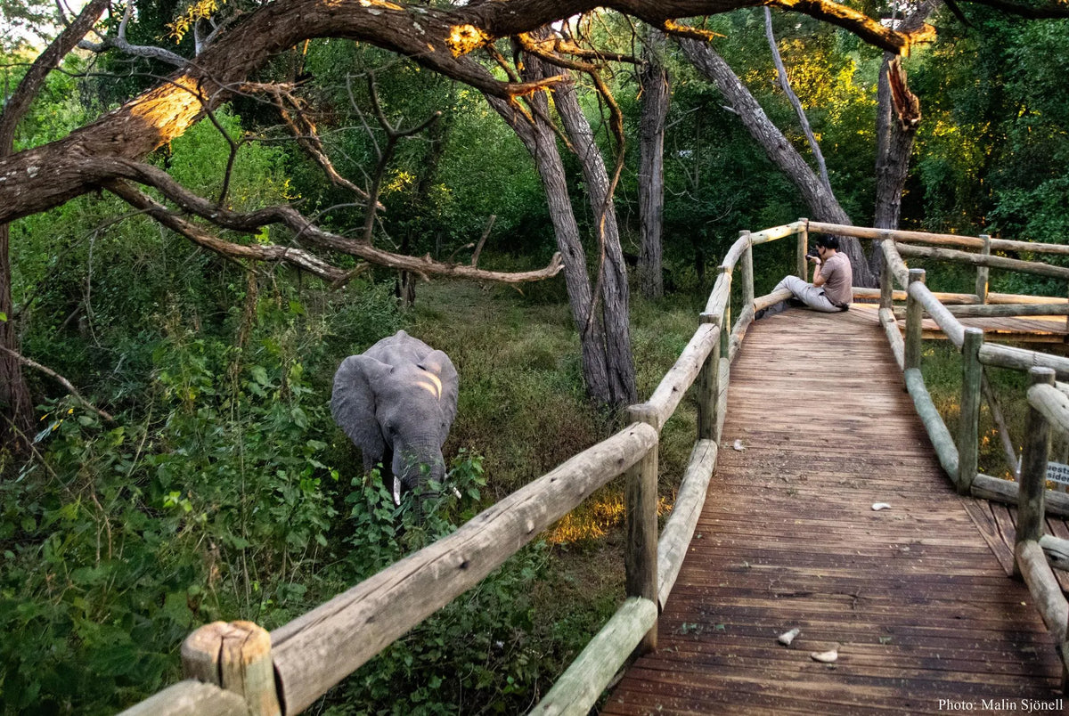 Nambwa Tented Lodge Walkways at Nambwa Tented Lodge, Bwabwata National Park, Namibia.