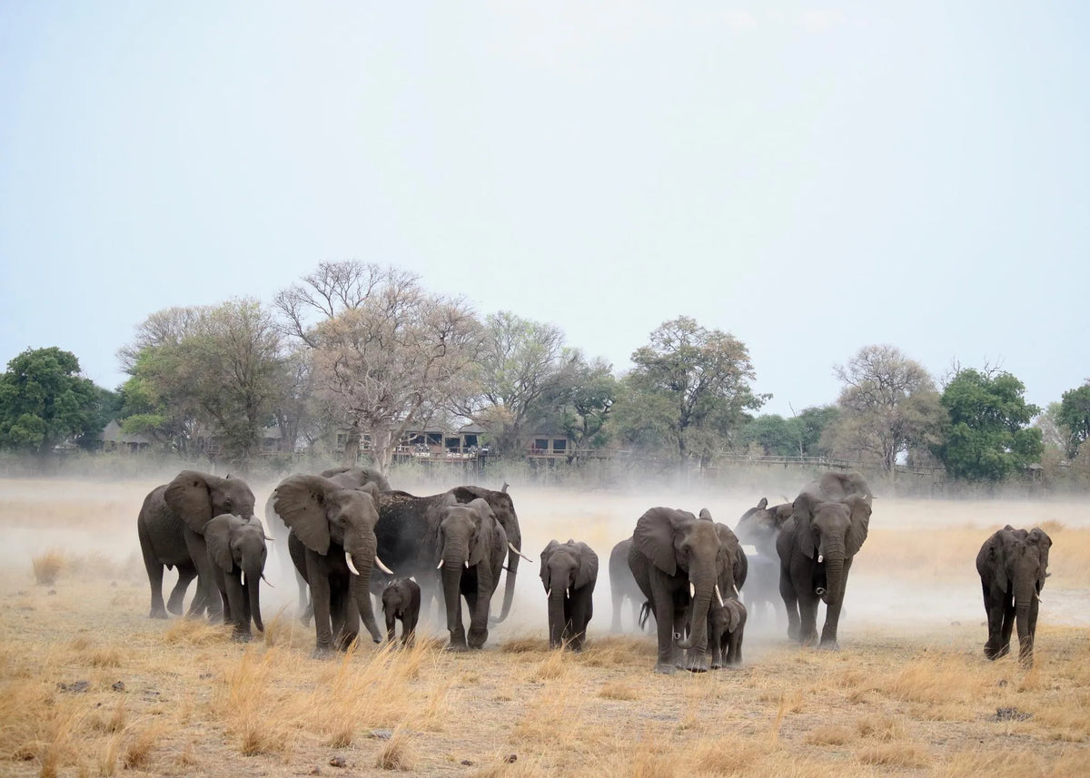 Nambwa Tented Lodge Elephants at Nambwa Tented Lodge, Bwabwata National Park, Namibia.