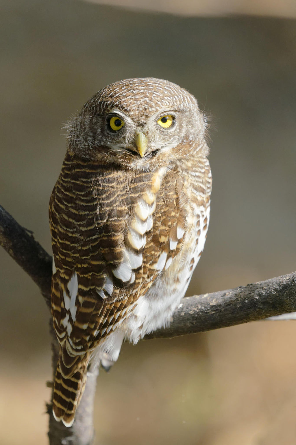 Game Drives  gallery image 11