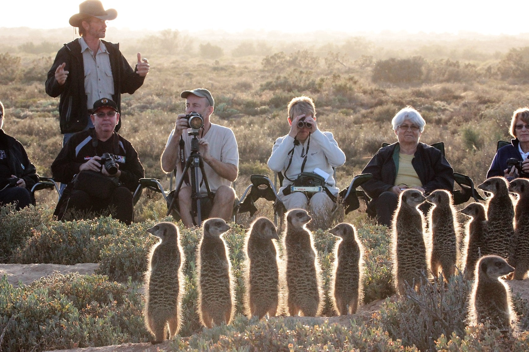 Original meerkat Tours