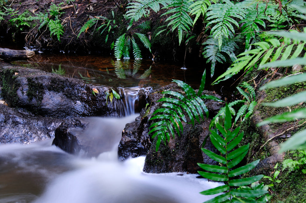 Knysna Indigenous Forest