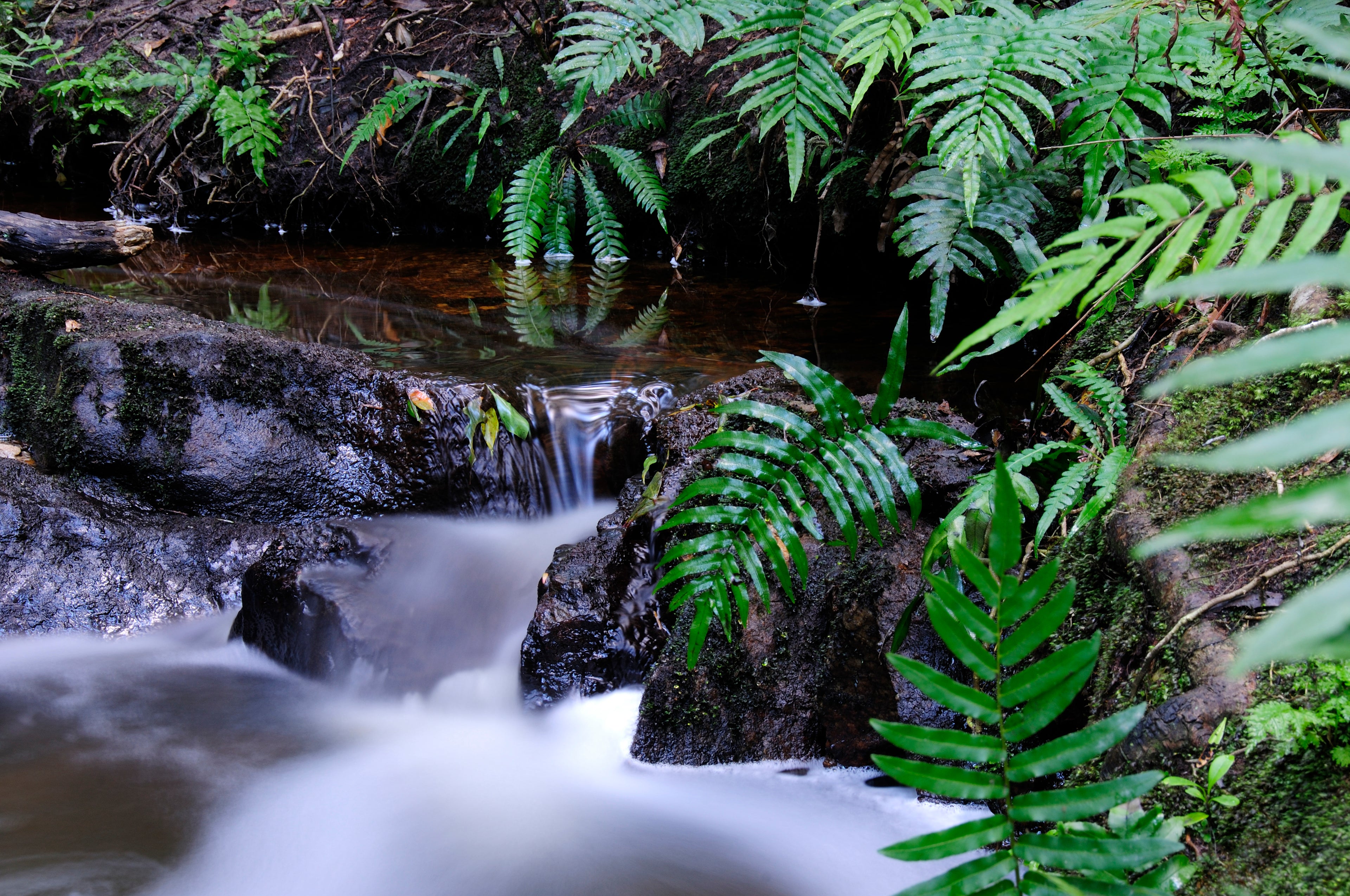 Knysna Indigenous Forest