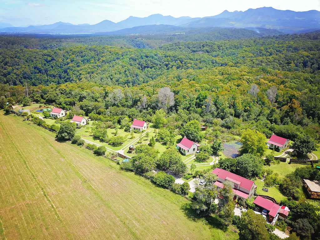 Forest Edge Aerial View