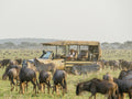 private game drive cars for every booking at Roving Bushtops