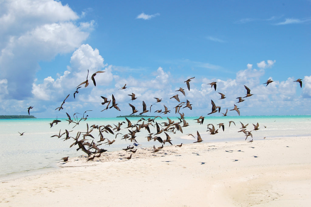 Naturalist-guided boat tours and excursions