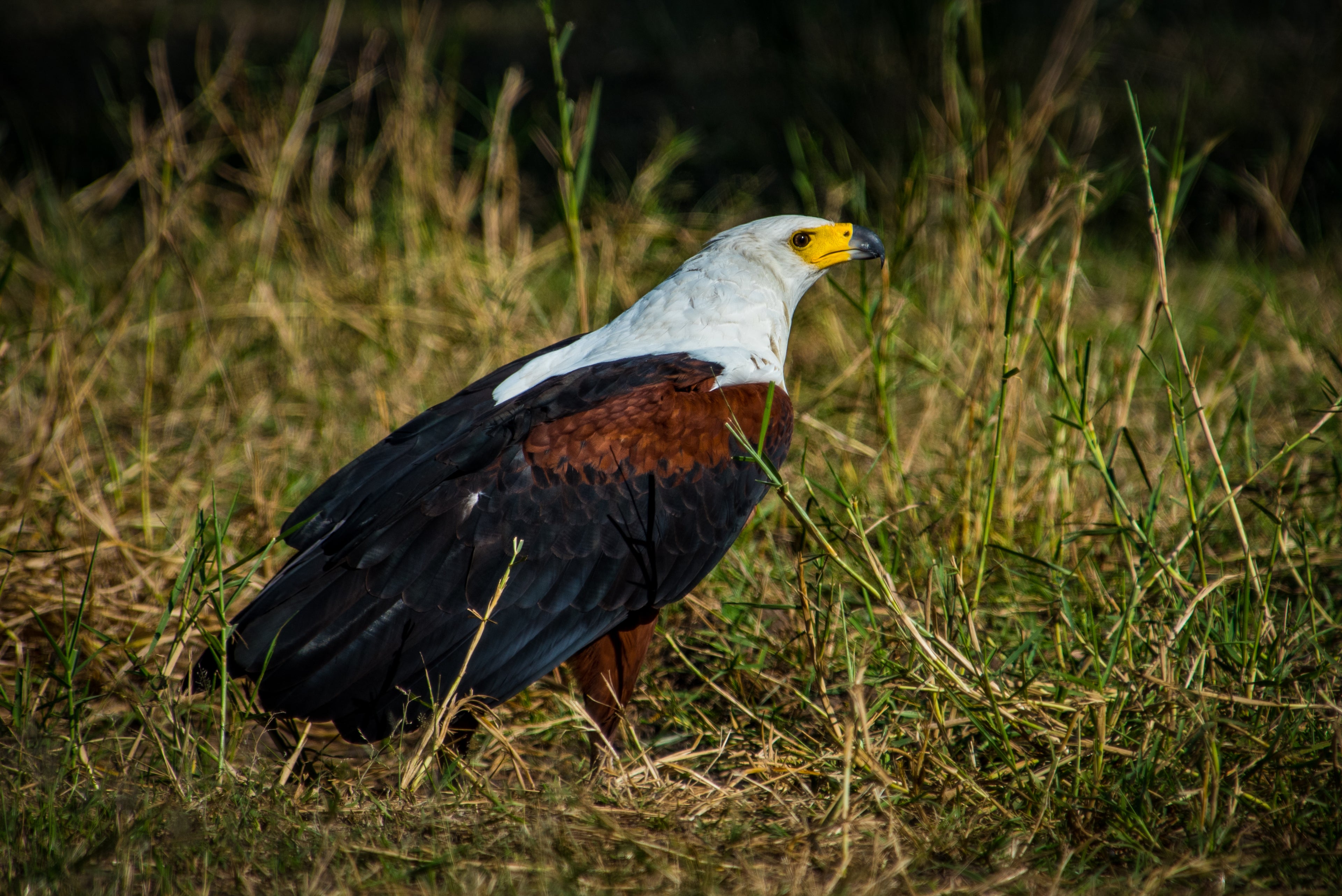 Fish Eagle