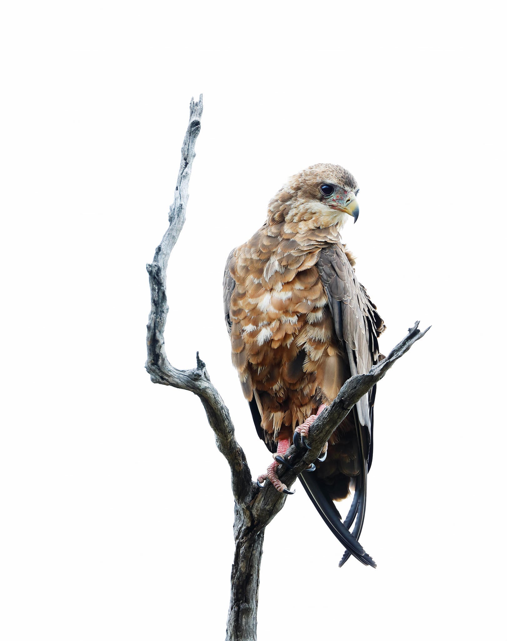 Bird Watching gallery image 1