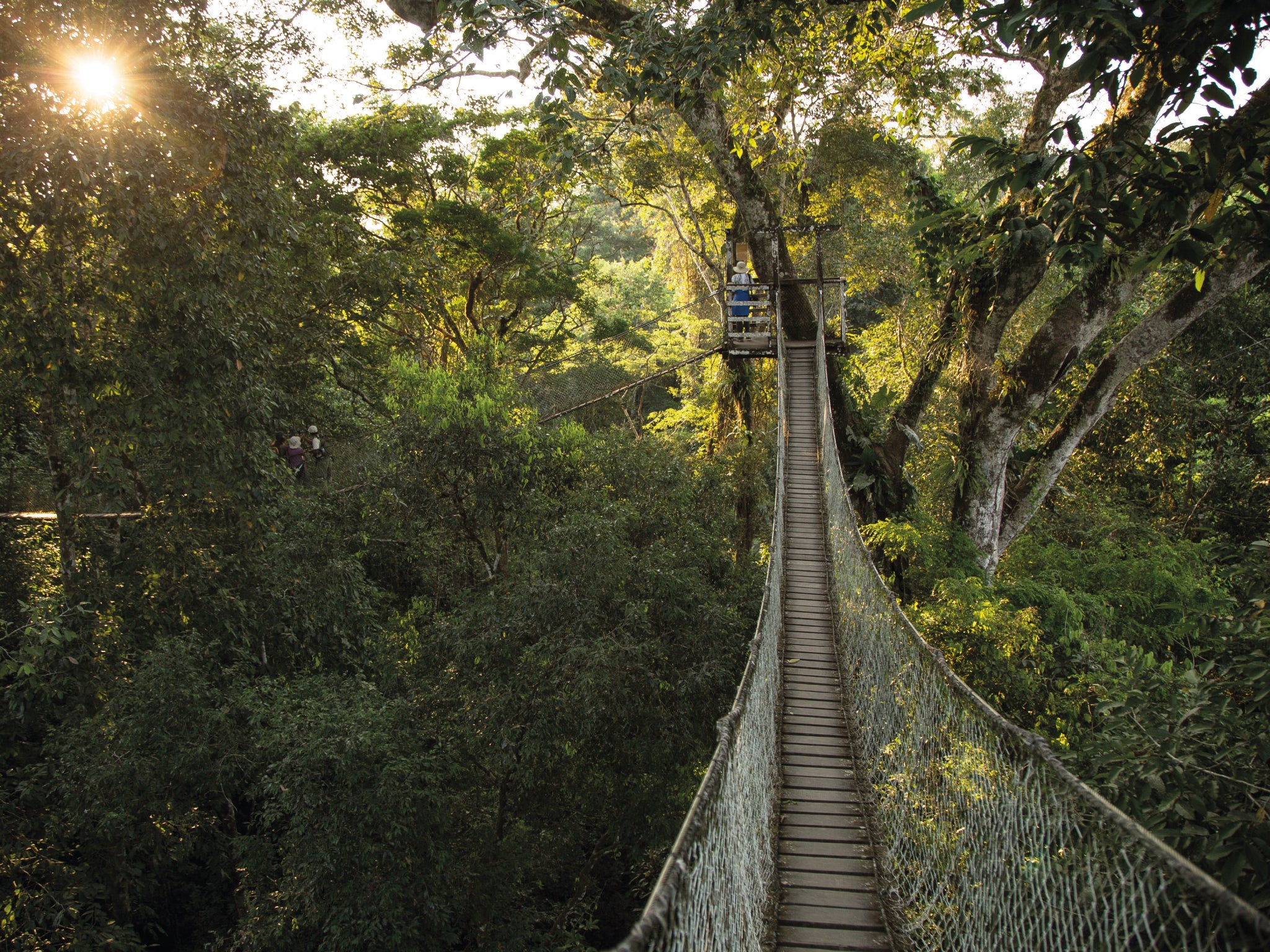 Canopy Walk