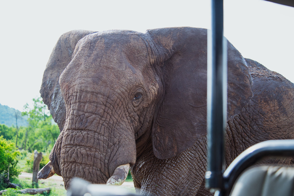 Wildlife 2