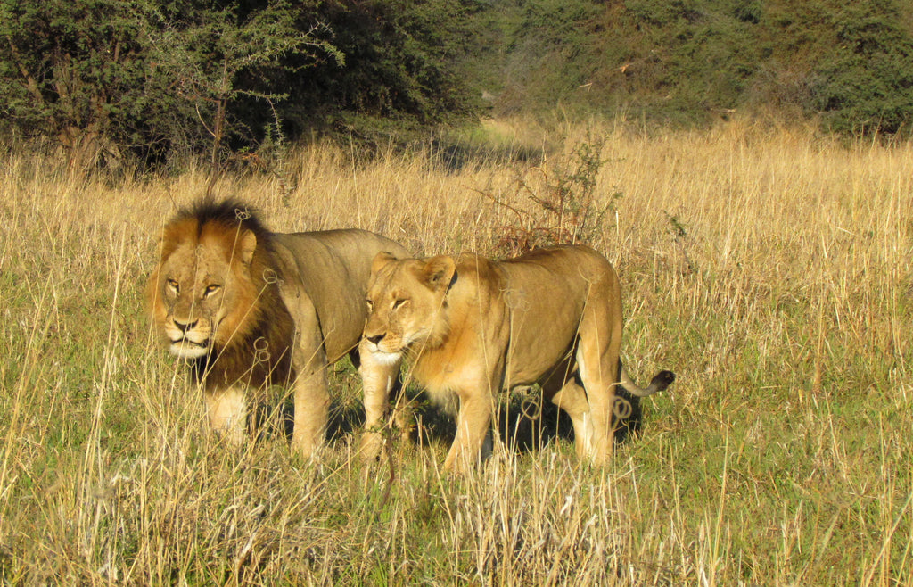Game Drives