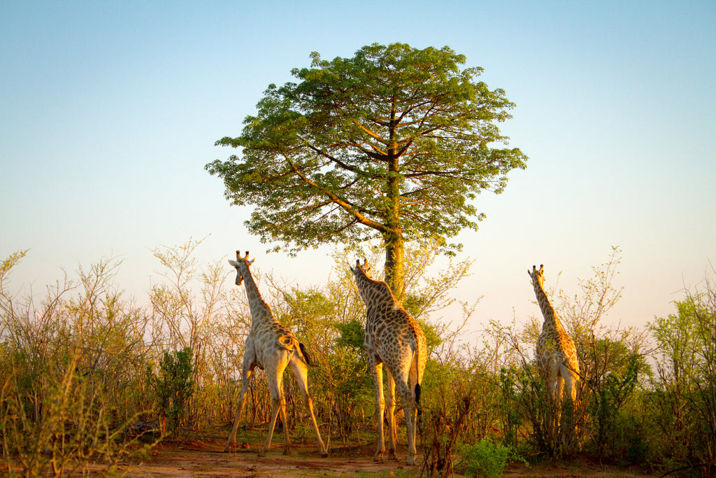 Game Drives