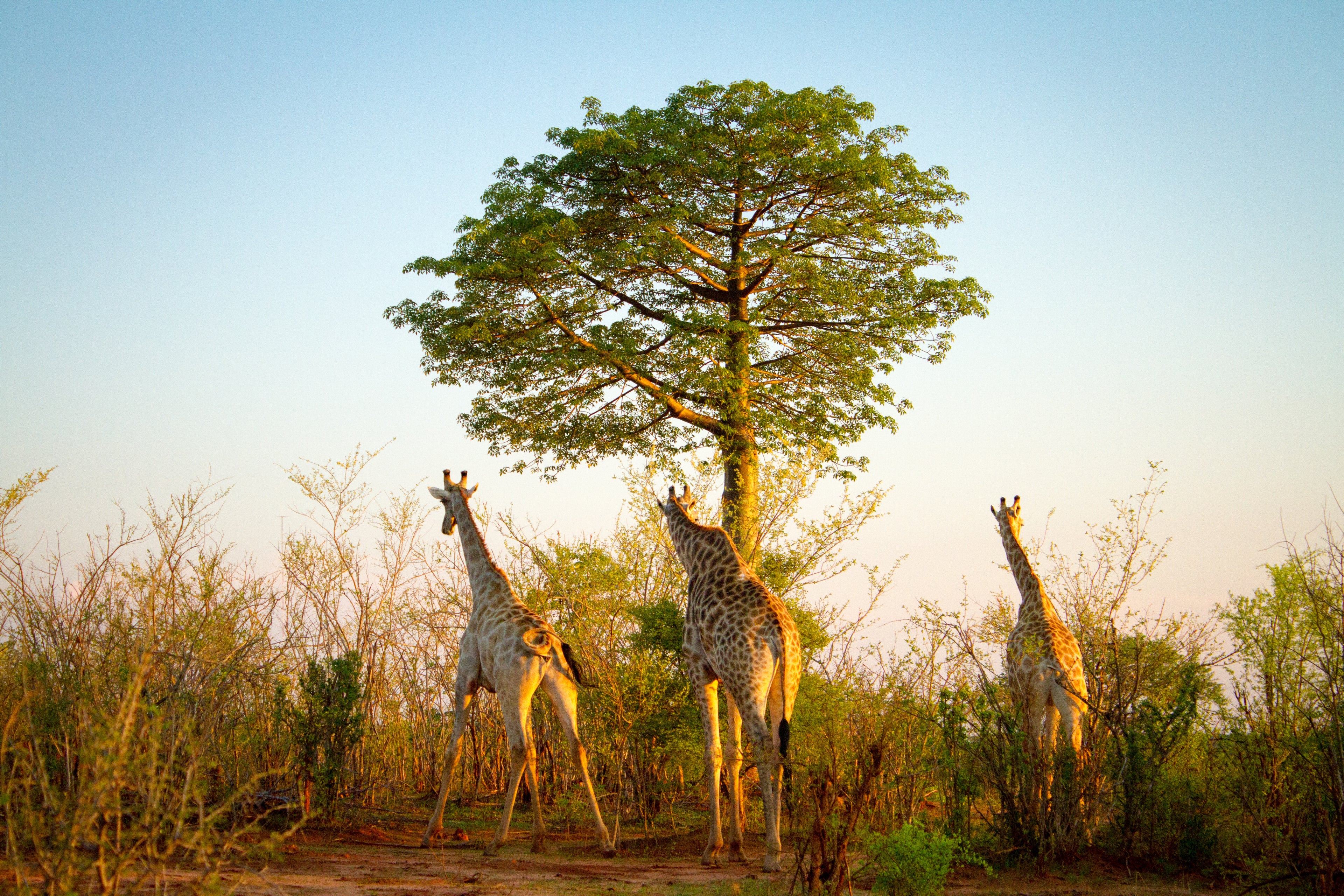 Game Drives