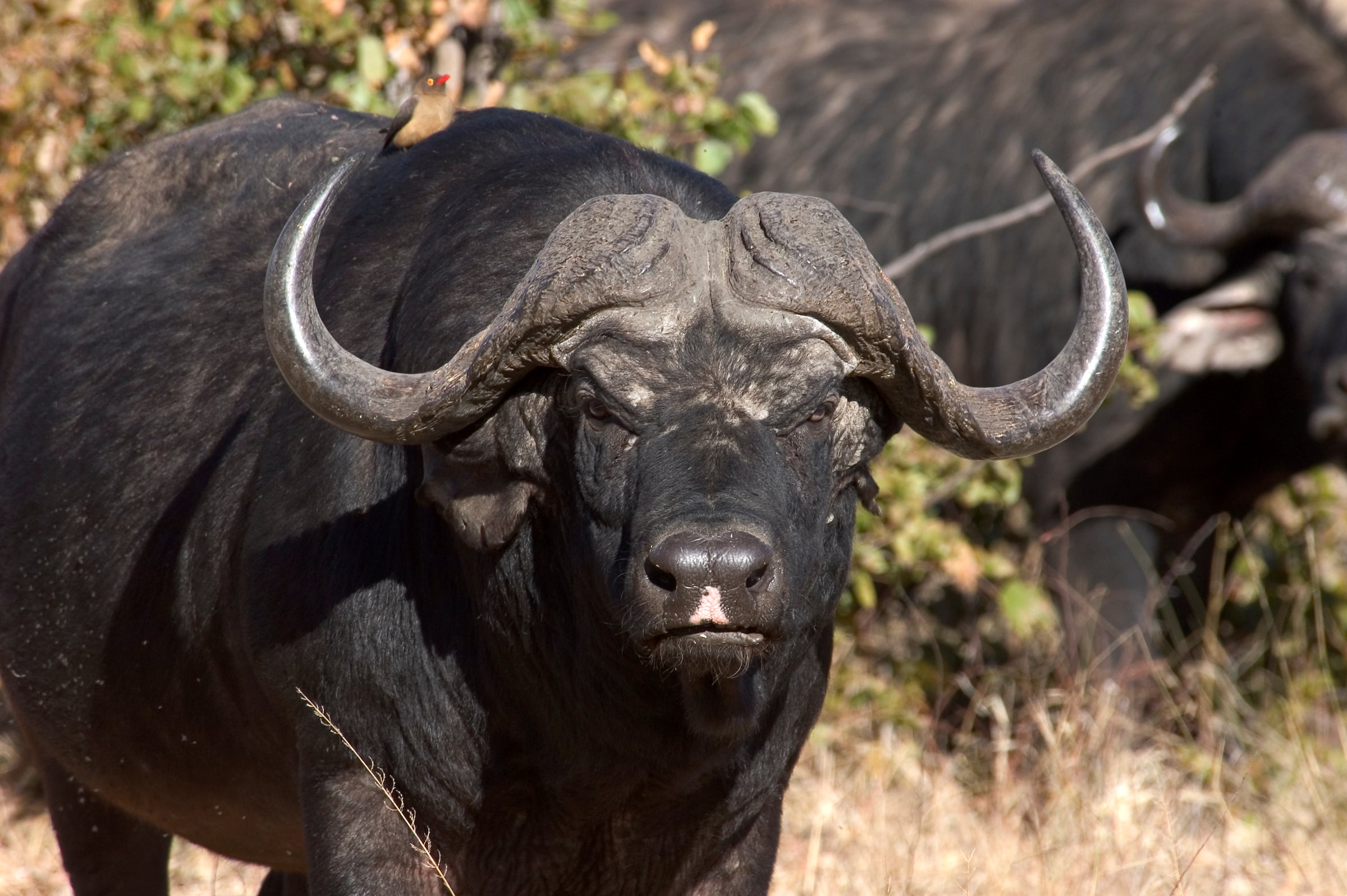 Game Drives in the Victoria Falls National Parks (Zambezi & Chamabondo)