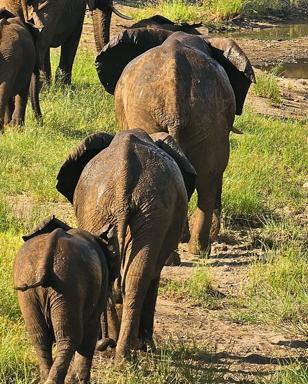 Game Drives at Game Drives in the Victoria Falls National Parks (Zambezi & Chamabondo), Victoria Falls (Zimbabwe), Zimbabwe.