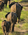 Game Drives at Game Drives in the Victoria Falls National Parks (Zambezi & Chamabondo), Victoria Falls (Zimbabwe), Zimbabwe.
