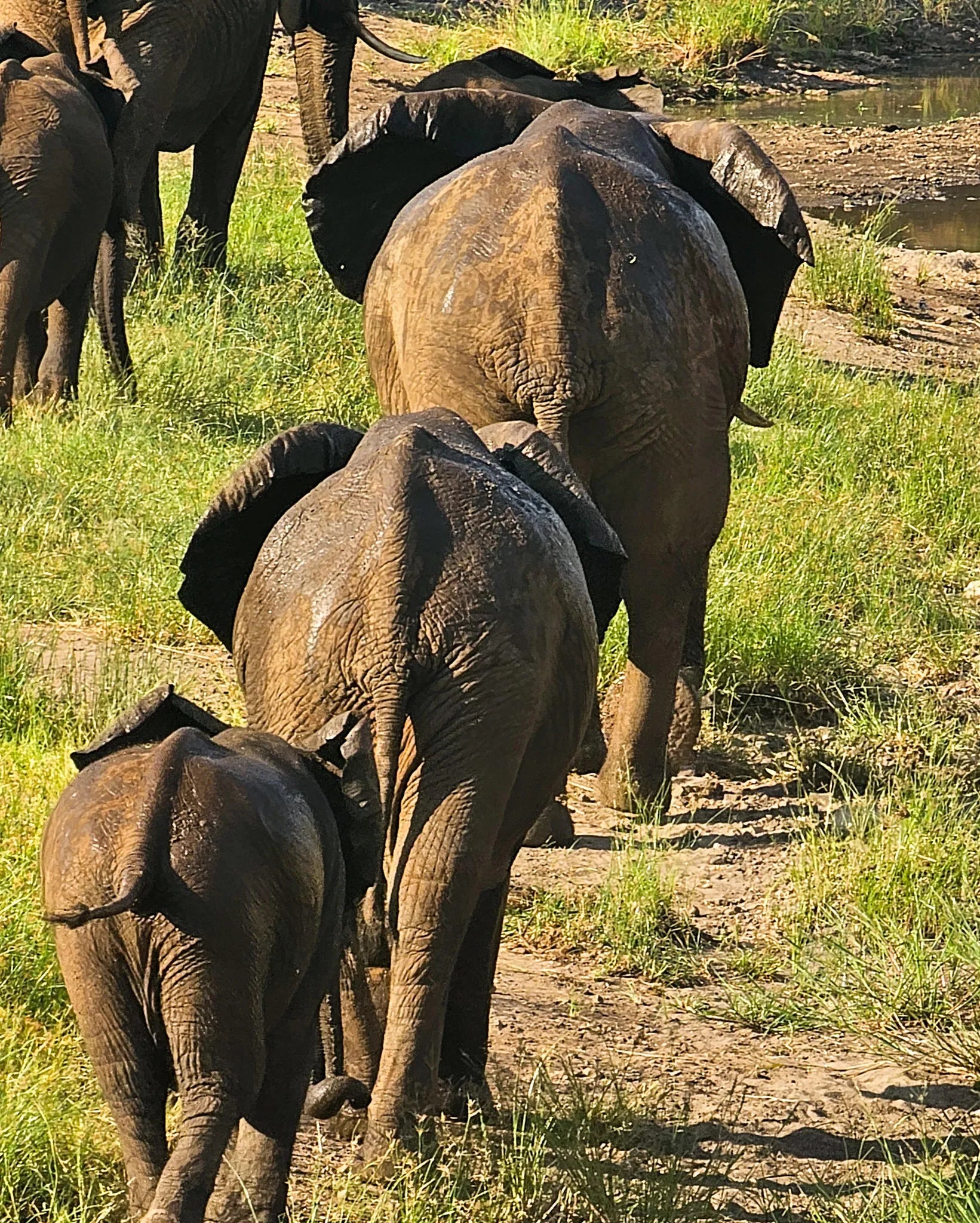 Game Drives at Game Drives in the Victoria Falls National Parks (Zambezi & Chamabondo), Victoria Falls (Zimbabwe), Zimbabwe.