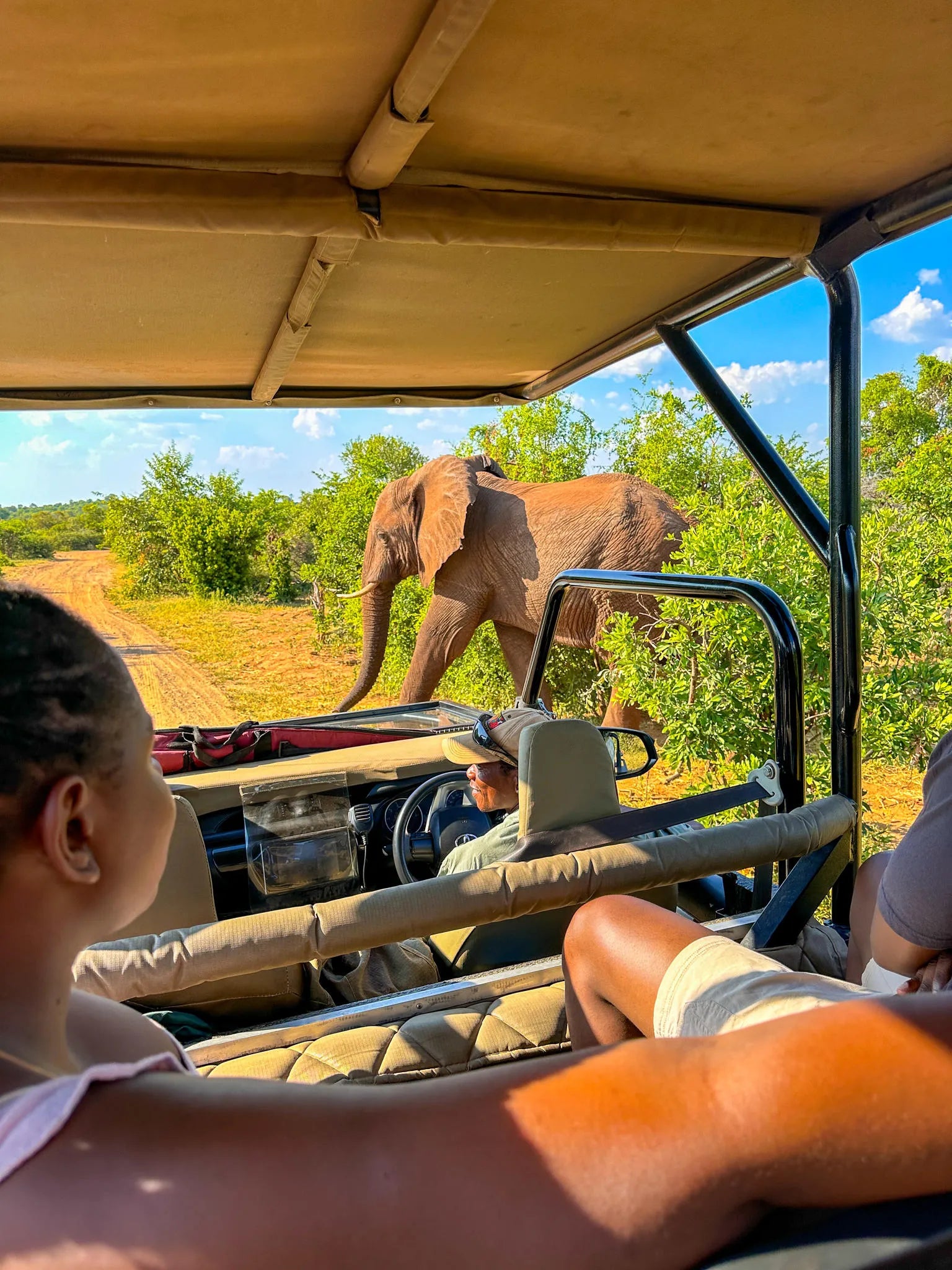 Game Drives at Game Drives in the Victoria Falls National Parks (Zambezi & Chamabondo), Victoria Falls (Zimbabwe), Zimbabwe.