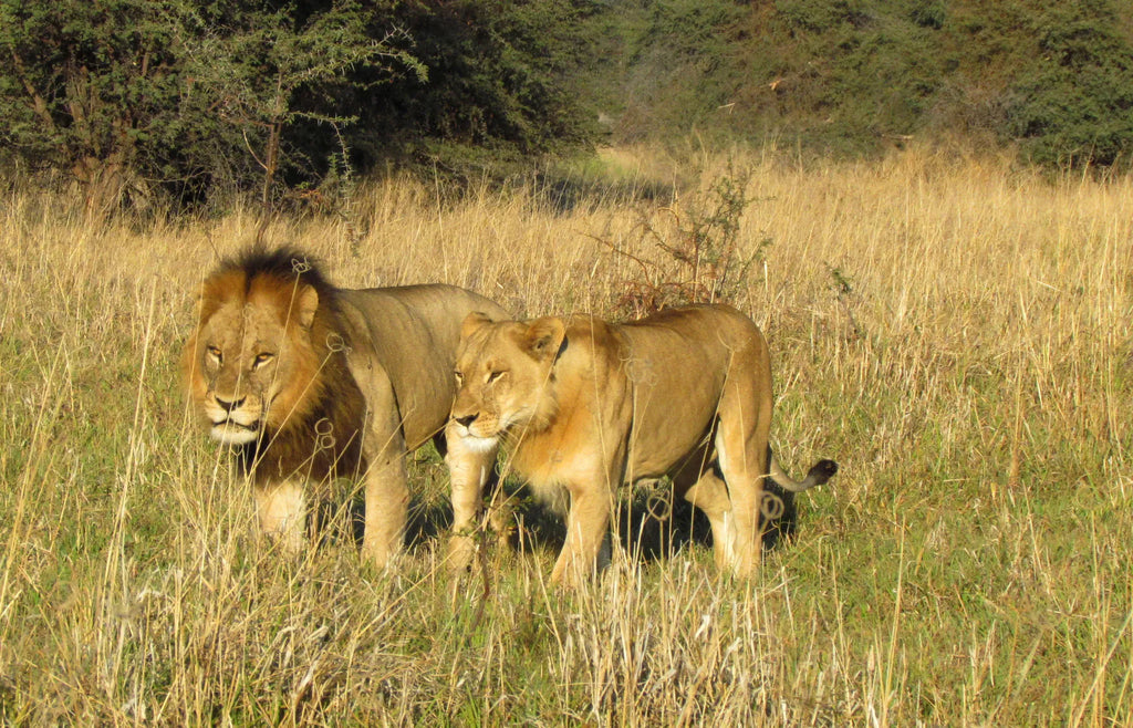 Game Drives at Game Drives in the Victoria Falls National Parks (Zambezi & Chamabondo), Victoria Falls (Zimbabwe), Zimbabwe.