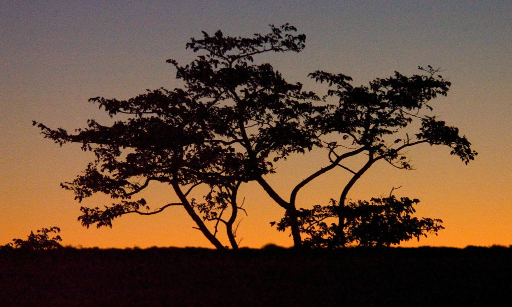 Game Drives at Game Drives in the Victoria Falls National Parks (Zambezi & Chamabondo), Victoria Falls (Zimbabwe), Zimbabwe.