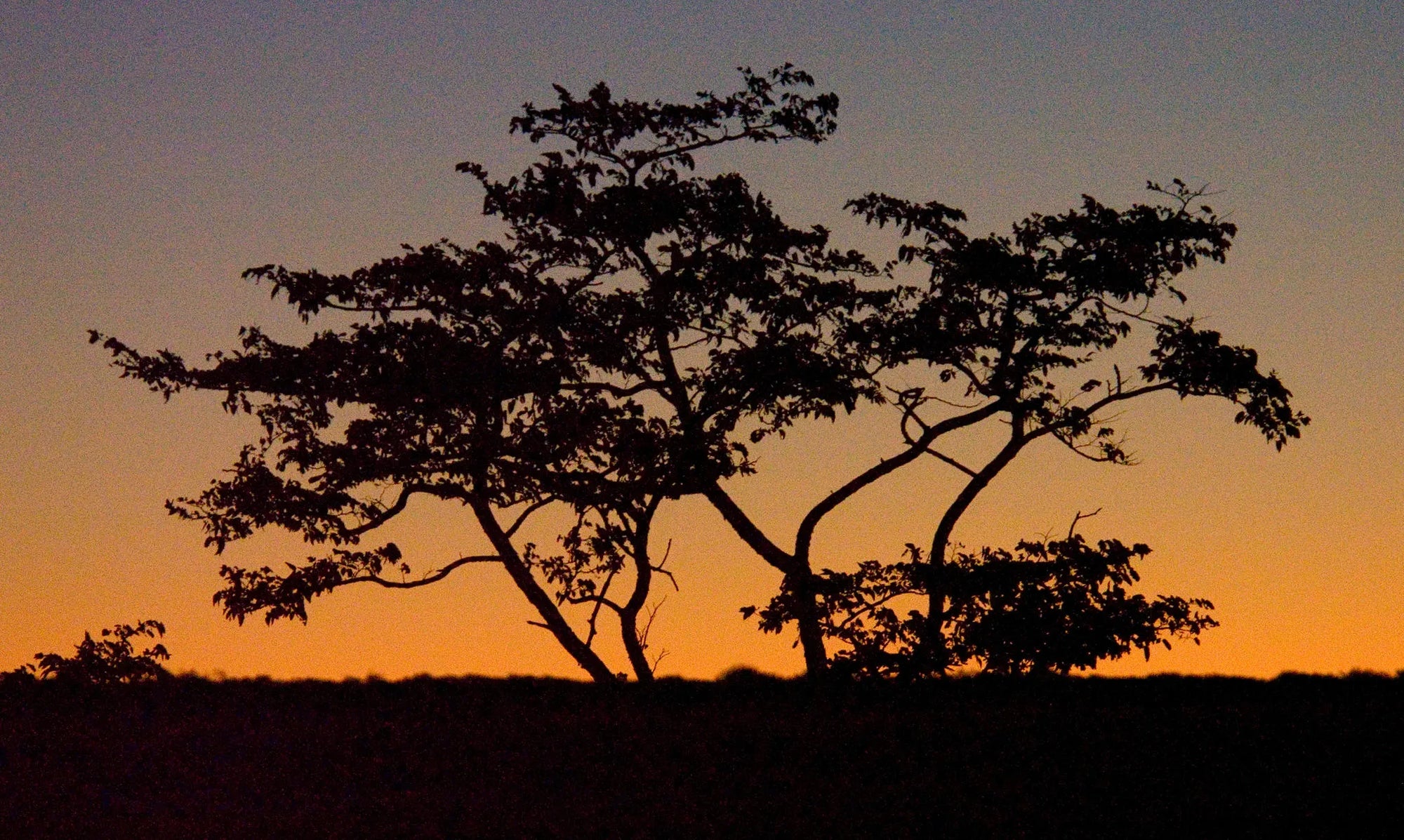 Game Drives at Game Drives in the Victoria Falls National Parks (Zambezi & Chamabondo), Victoria Falls (Zimbabwe), Zimbabwe.